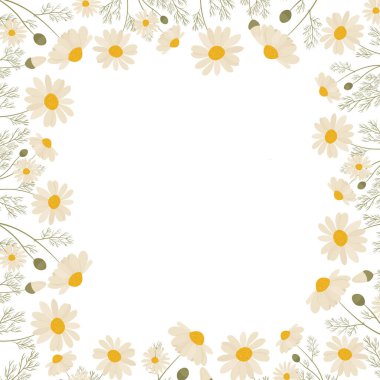 Beyaz arkaplanda vektör papatyası izole edildi.