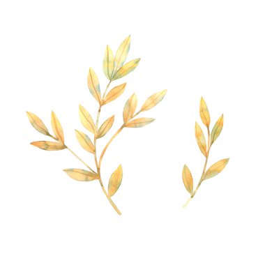 Suluboya yapraklar. Yaz ve bahar illüstrasyonu.