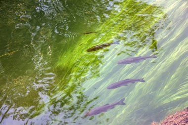 Hırvatistan Plitvice Gölü. Alabalık balık çiftliği