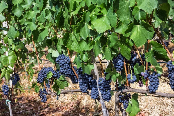 Grape clusters, growing red vine grapes, vineyard — Stock Photo, Image