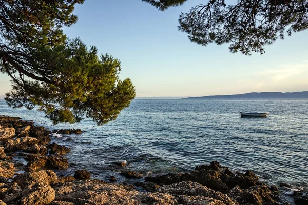 松树的亚德里亚海、 克罗地亚、 马卡尔斯卡达尔马提亚海岸的海边 — 图库照片