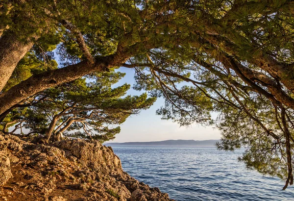 Pinho à beira-mar do mar Adriático, Croácia, Dalmácia Makarska costa — Fotografia de Stock