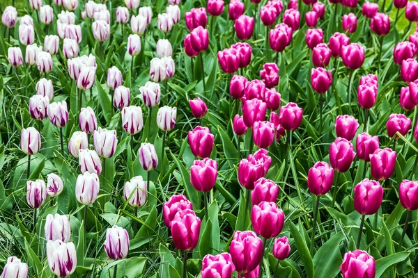 Lila tulpan blommor. P! ark Keukenhof, trädgård i Holland — Stockfoto