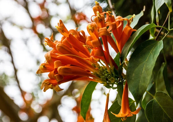 Jardim flores alaranjadas, Espanha — Fotografia de Stock