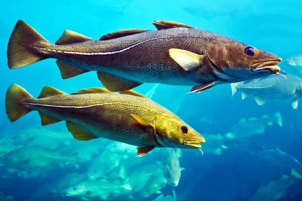 Peces de bacalao nadando bajo el agua, acuario en Alesund, Noruega . —  Fotos de Stock