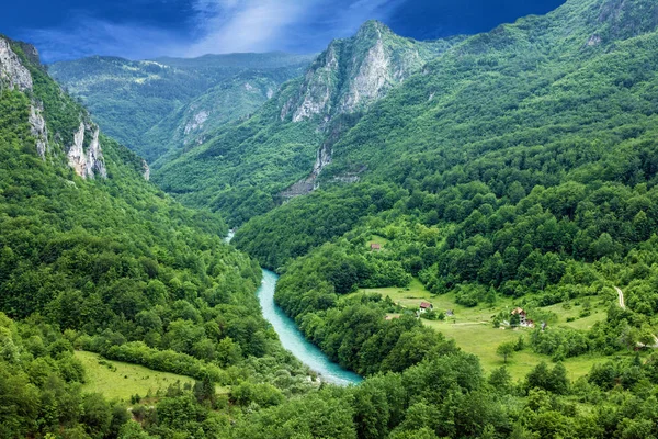 Rivière de montagne Tara et forêt au Monténégro — Photo