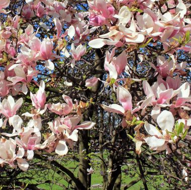 Manolya ağacı çiçek. Birçok büyük çiçekler, Krakow, Polonya.