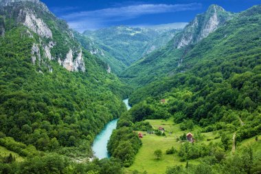 Dağ nehir Tara ve Karadağ'daki orman