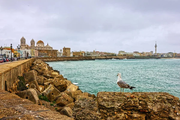 Cadiz, İspanya. Deniz ve martı — Stok fotoğraf
