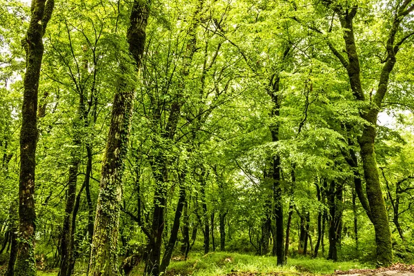 Зеленый лес летний фон, Черногория, недалеко от монастыря Остро — стоковое фото