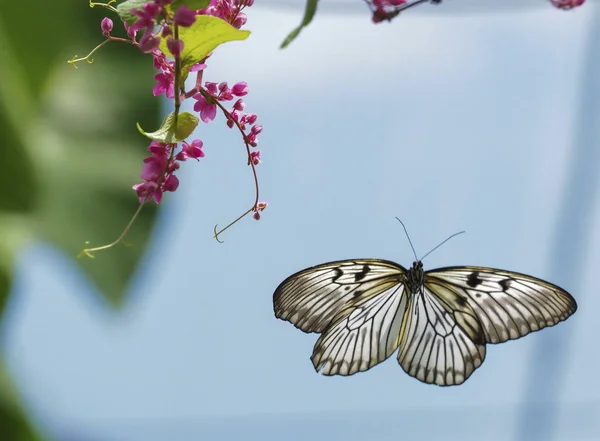 Schöner Schmetterling im Vogelflug Stockfoto