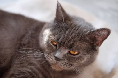Tipik bakır gözleri olan Britanya ile ilgili stenografi yerli kedi