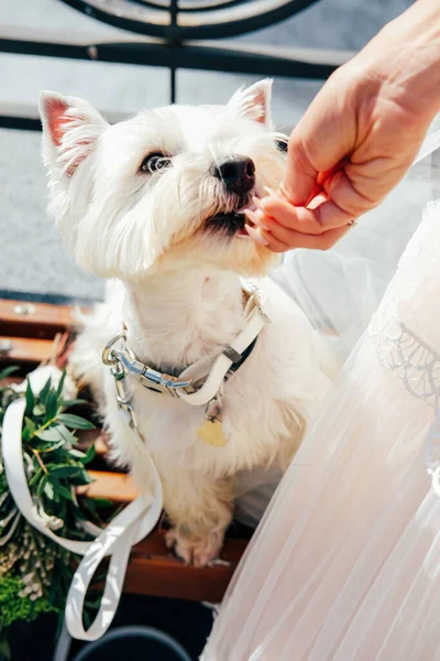 Bride and her dog. Woman feeding her pet west highland white terrier.