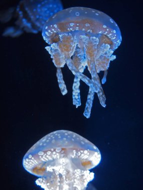 Mavi ışıkla aydınlatılmış denizanaları denizde sürükleniyor.