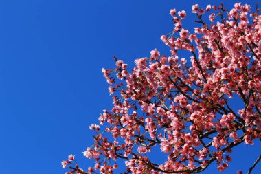 Japonya 'da ilkbaharda kiraz çiçekleri açar.