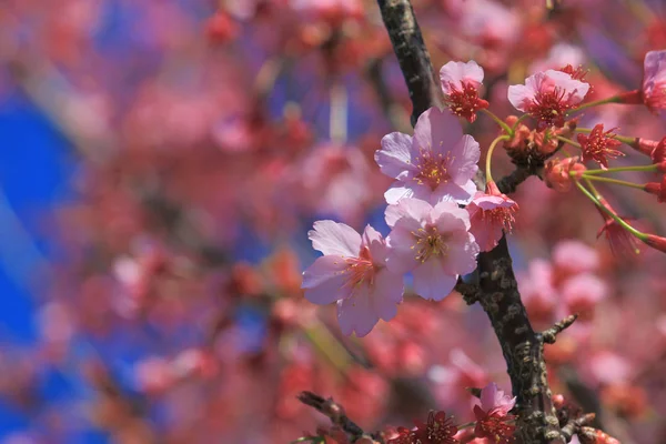 Körsbärsblommor Blommar Våren Japan — Stockfoto