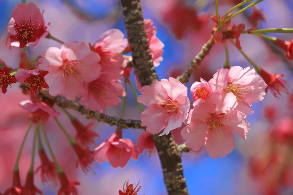 Körsbärsblommor Blommar Våren Japan — Stockfoto