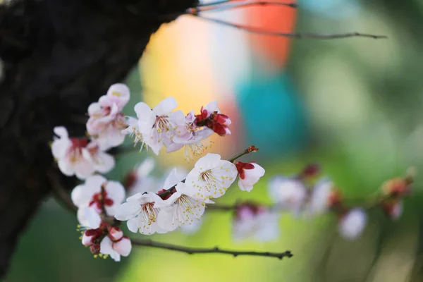 Ανθισμένα Άνθη Κερασιάς Την Άνοιξη Στην Ιαπωνία — Φωτογραφία Αρχείου
