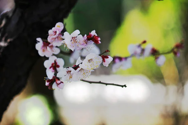 Fioritura Dei Ciliegi Primavera Giappone — Foto Stock