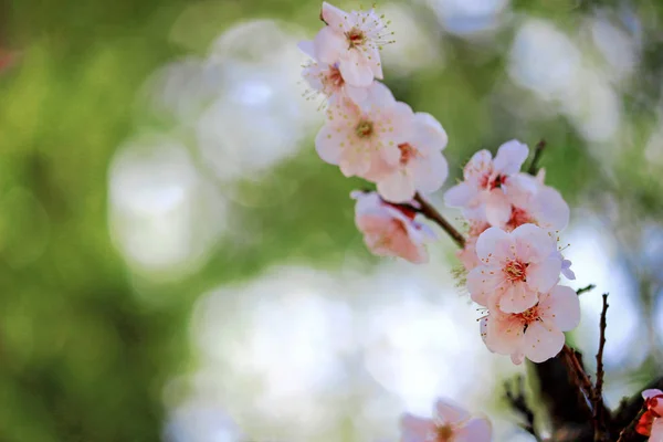 Fioritura Dei Ciliegi Primavera Giappone — Foto Stock