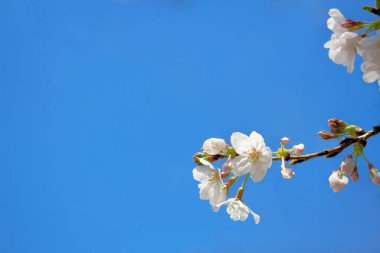 Japonya 'da ilkbaharda kiraz çiçekleri açar.