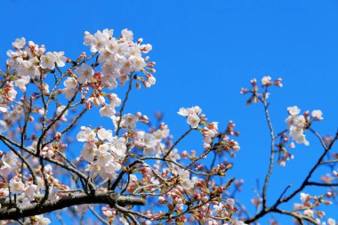 Japonya 'da ilkbaharda kiraz çiçekleri açar.