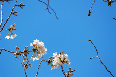 Japonya 'da ilkbaharda kiraz çiçekleri açar.