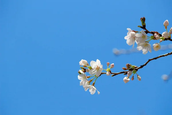 Cherry Blossoms Blooming Spring Japan — ストック写真