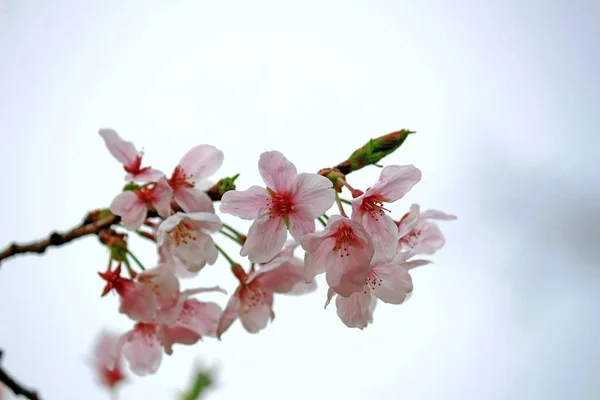 Körsbärsblommor Blommar Våren Japan — Stockfoto