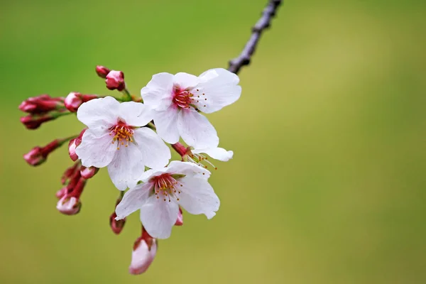 Cherry Blossoms Blooming Spring Japan — ストック写真