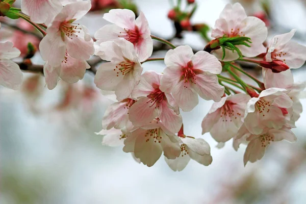 Cherry Blossoms Blooming Spring Japan — ストック写真