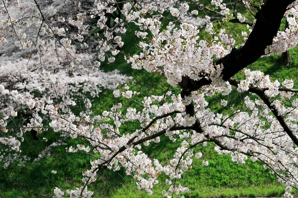Японська Вишня Цвіте Весною — стокове фото