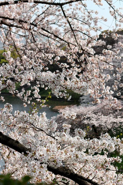 早春に水辺に咲く桜 — ストック写真