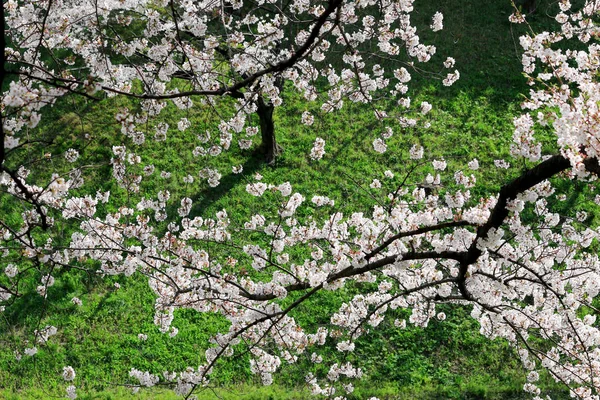 Floraison Cerisiers Printemps Japon — Photo