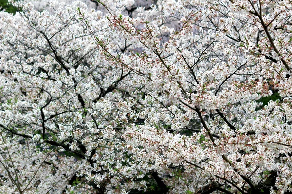 Kersenbloesems Bloeien Het Voorjaar Japan — Stockfoto