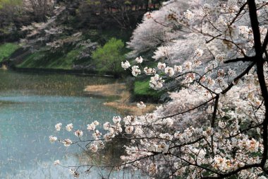 İlkbaharın başında kiraz çiçekleri açarmış.