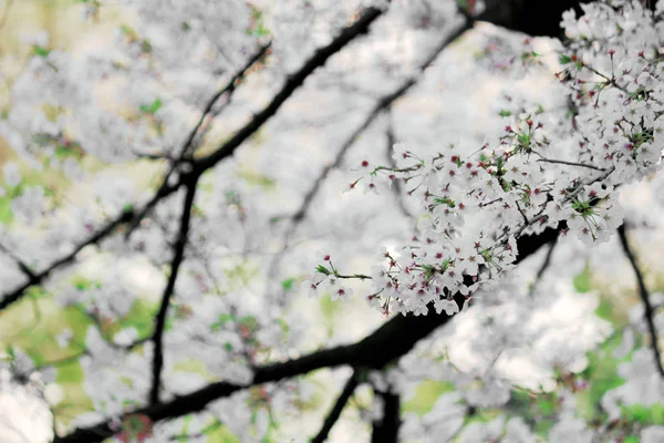 Flores Cerejeira Florescendo Primavera Japão — Fotografia de Stock