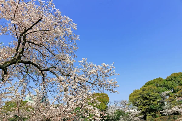 Cherry Blossoms Blooming Spring Japan — ストック写真