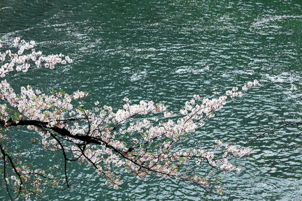 Cherry blossoms blooming on the waterside in early spring