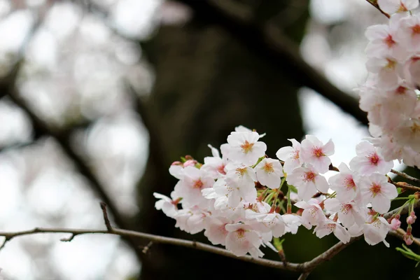 Cherry Blossoms Blooming Spring Japan — ストック写真