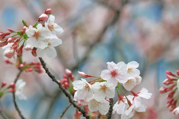 Cherry Blossoms Blooming Spring Japan — ストック写真