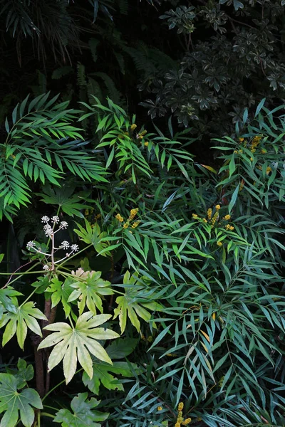 在黑暗的花园里种植的绿色植被的特写背景资料照片 — 图库照片