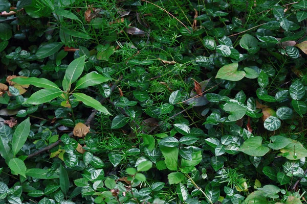 暗い庭に植えられた緑の植生の閉鎖背景材料写真 — ストック写真