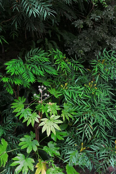 暗い庭に植えられた緑の植生の閉鎖背景材料写真 — ストック写真