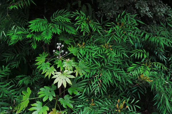 Szoros Háttér Anyag Fotó Zöld Növényzet Ültetett Egy Sötét Kertben — Stock Fotó
