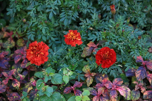 Flowerbed Garden Red Peonies Flowers Called Red Charm — Stock Photo, Image