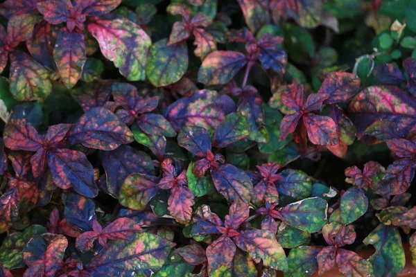 Close Photo Colorful Leaves Purple Green Colors Background Material — Stock Photo, Image