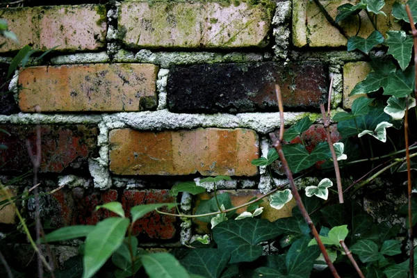 Dim Garden Brick Wall Ivy — Stock Photo, Image