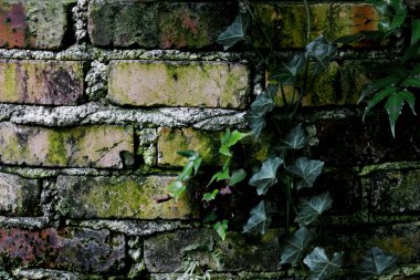Loş bahçe duvarı ve sarmaşık