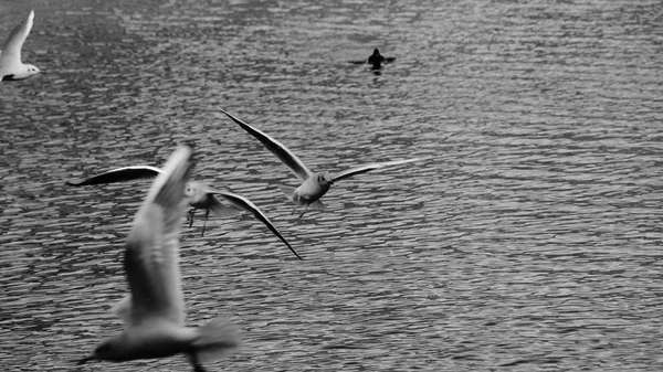 Foto Blanco Negro Una Bandada Gaviotas Volando Sobre Lago — Foto de Stock